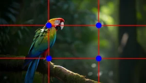 Rule of Thirds Photography
